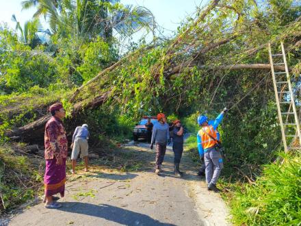 PENANGANAN POHON TUMBANG 